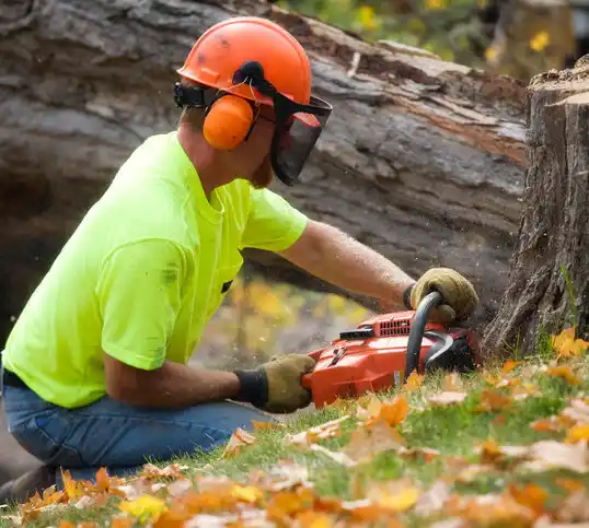 tree services Lonaconing